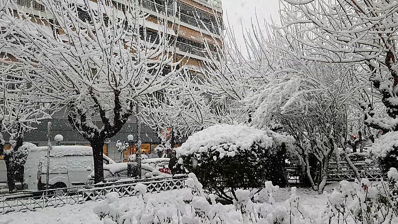 File:Trees covered in snow.jpg