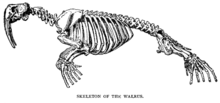 Drawing of walrus skeleton