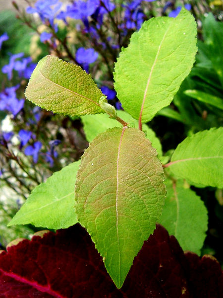 Файл:2008-08-29Salix caprea039.jpg