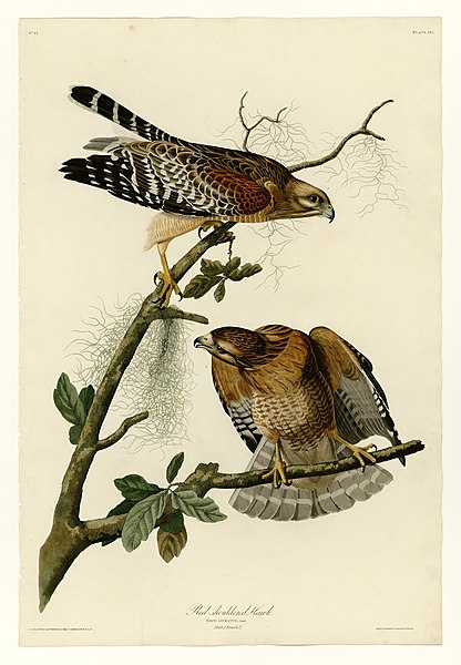 File:56 Red-shouldered Hawk.jpg