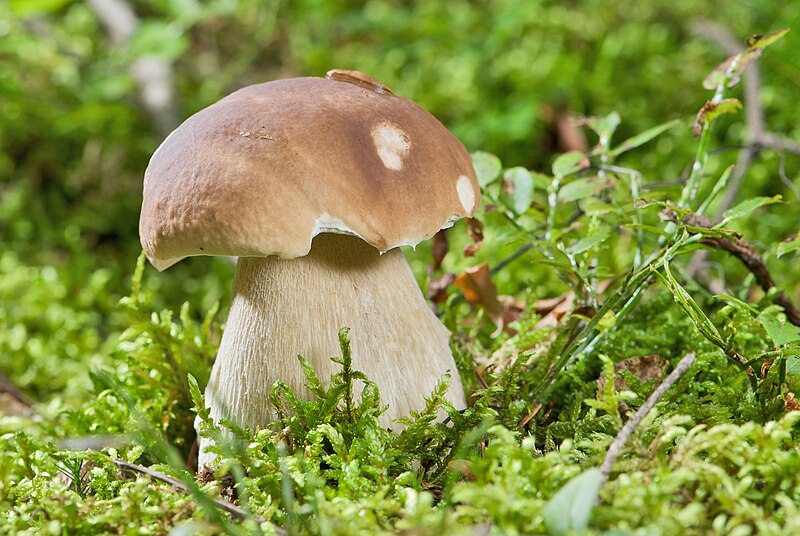 File:AD2009Sep13 Boletus edulis 02.jpg