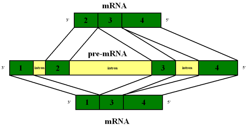 File:Alternativ splicing.png