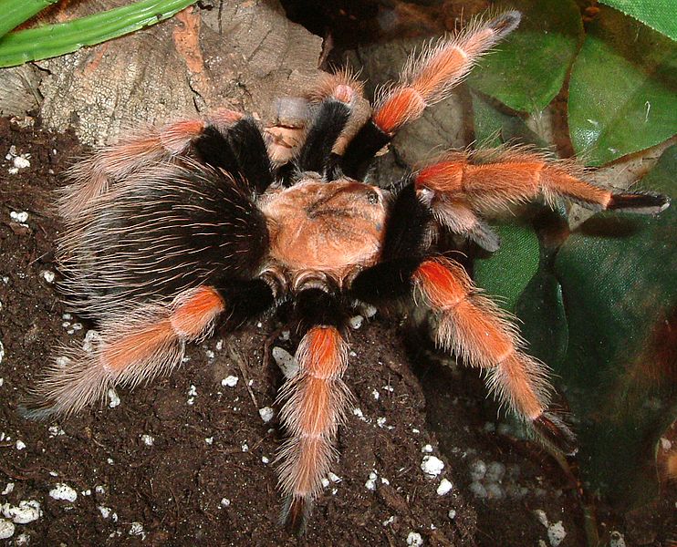 Файл:Brachypelma boehmei1.jpg