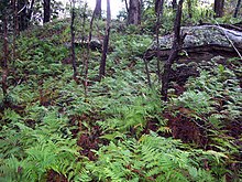 Bracken & sandstone.jpg