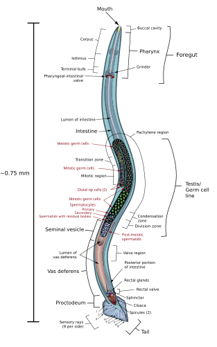 Анатомия самца круглого червя Caenorhabditis elegans