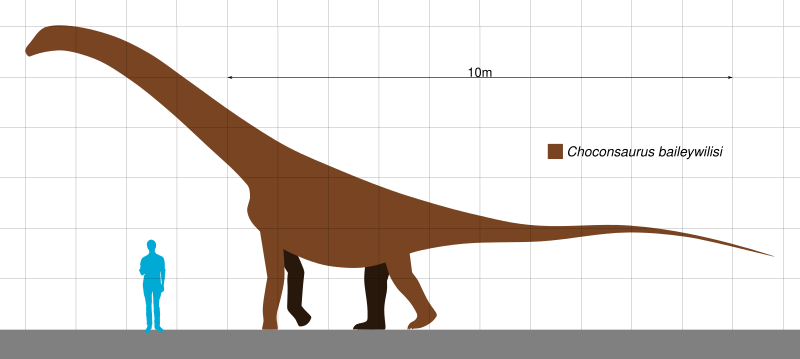 File:Choconsaurus Scale.svg