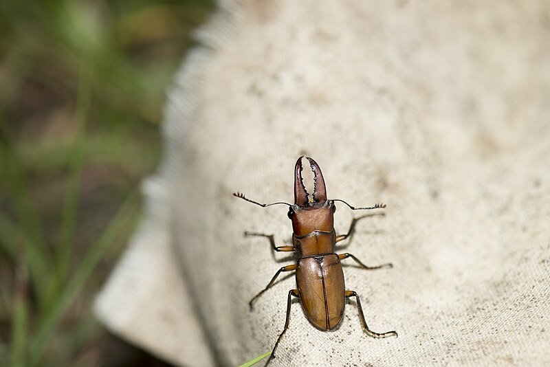 Archivo:Cyclommatus mniszechi (29630687027).jpg