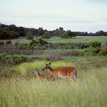 Two red-brown colored deer graze among tall grass and purple flowers in a meadow.