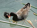 Dusky Moorhen (Gallinula tenebrosa)