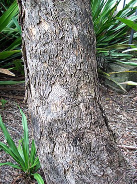 Eucalyptus conica