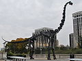 Skeleton of Brachiosaurus