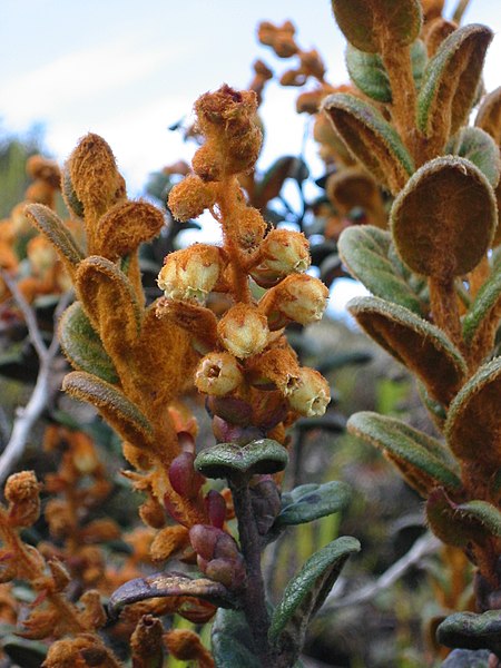 Archivo:Gaultheria lanigera var lanigera.JPG