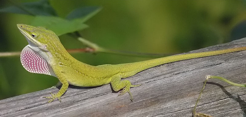 File:Green anole.jpg