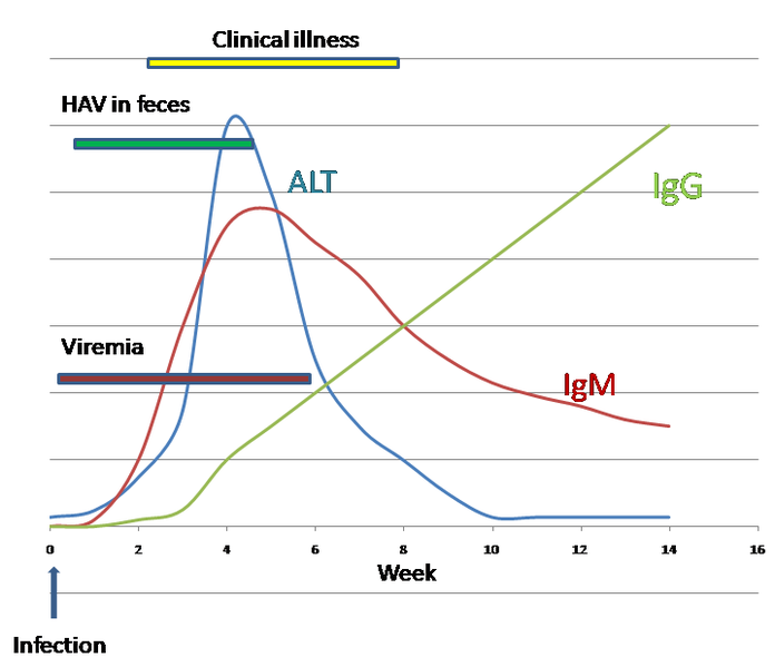 File:HAV Infection.png