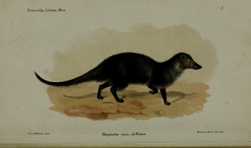 File:Long-nosed mongoose.png