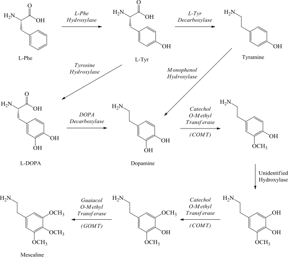 File:Mescaline biosynthetic pathways.svg