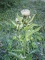 Бодяк (Cirsium)