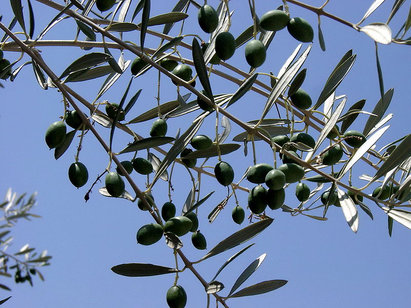 File:Olive branch.jpg