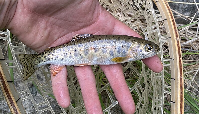 File:Salmon River cutthroat trout.jpg