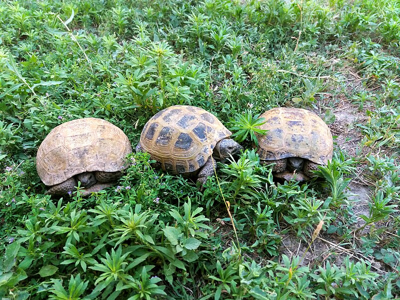 Файл:Testudo horsfieldii2.jpg