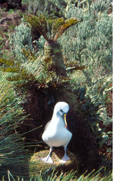 File:Thalassarche chlororhynchos.png