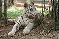 White Tiger at Bannerghatta National Park