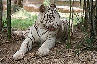 White tiger