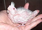 3 week old Albino Cockatiel chick.