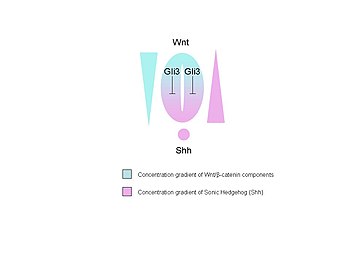 The balance of Wnt and Sonic Hedgehog morphogenetic signaling gradients pattern the developing neural tube. Wnt/B-catenin pathway components emanate from the top dorsal region, activating Shh repressor Gli3, and Shh from the bottom most ventral portion of the neural tube and notochord.