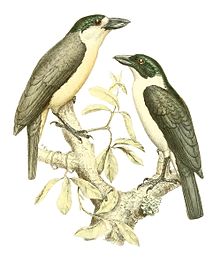 Xenopirostris damii 1868.jpg