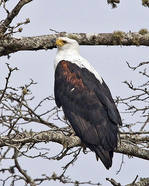 Файл:African Fish-Eagle (Haliaeetus vocifer).jpg