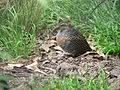 Buff-banded Rail, Gallirallus philippensis