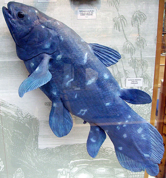 File:Coelacanth1.JPG