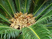 Cycas revoluta004.jpg