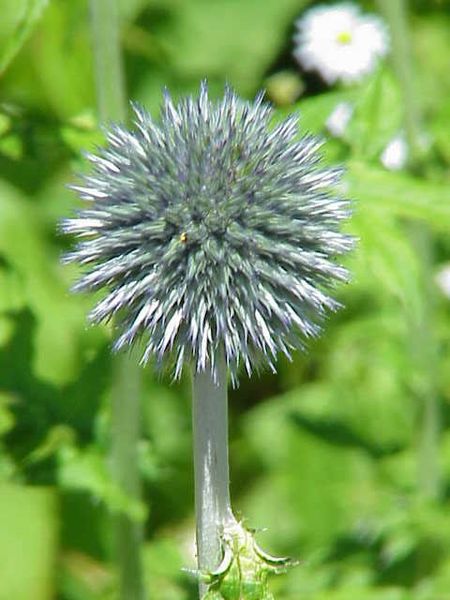 Файл:Echinops humilis0.jpg