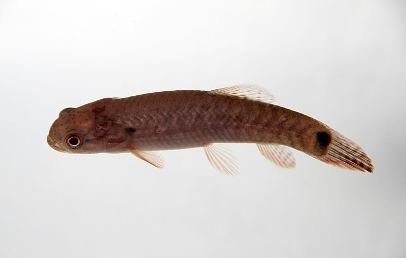 File:Erythrinus erythrinus.jpg