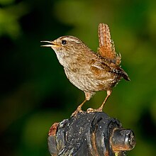 Eurasian-Wren-Troglodytes-troglodytes.jpg