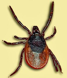 Ixodes persulcatusFL.jpg