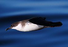 Photo of a great shearwater in flight