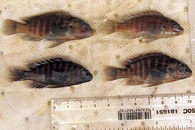 Labidochromis lividus