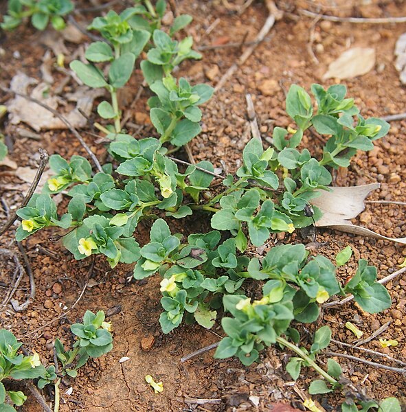 File:Mecardonia procumbens habit.jpg