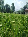 Roof-top rice farm