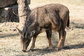 Амурский горал