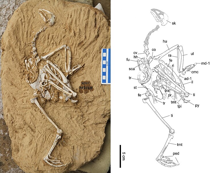 File:Panraogallus hezhengensis.jpg