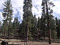 San Bernardino National Forest, in the San Bernardino Mountains.