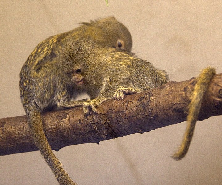 File:Pygmy Marmoset (5512658384).jpg