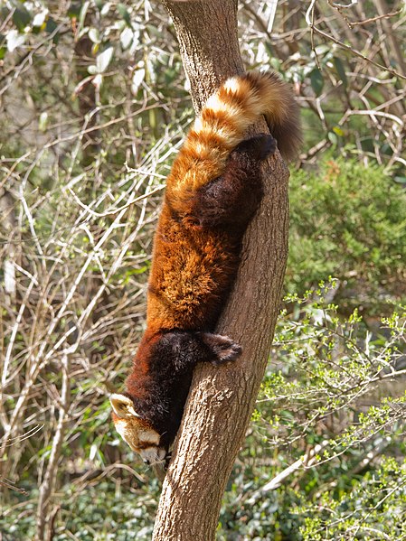 File:RedPandaDescent.JPG