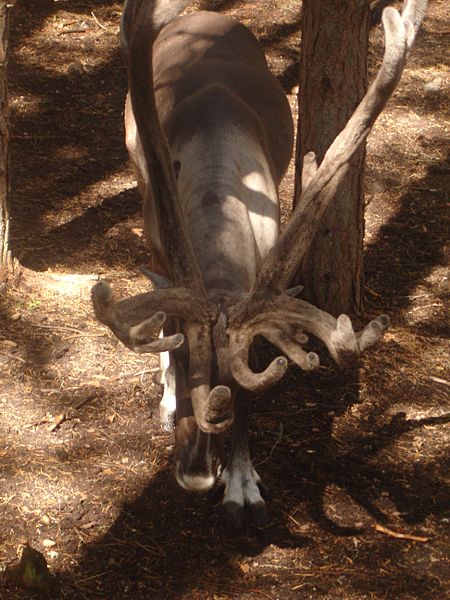 Archivo:Reindeer fr jarvzoo.jpg