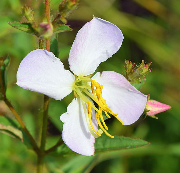 File:Rhexia mariana flower.jpg