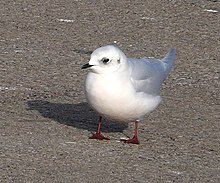 Ross's Gull (Rhodostethia rosea).jpg